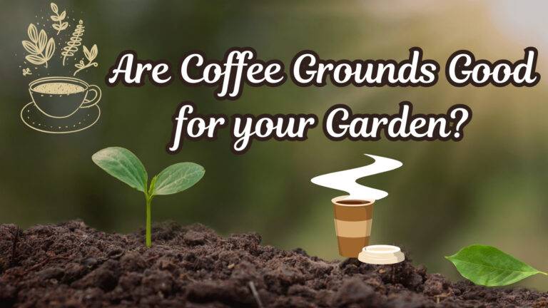 What plants don't like coffee grounds It's Impact on Plants